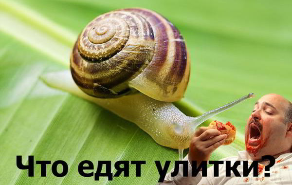 Что едят улитки