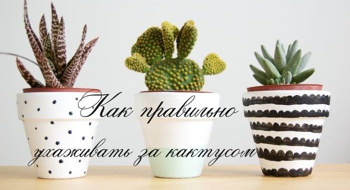 Как правильно ухаживать за кактусом